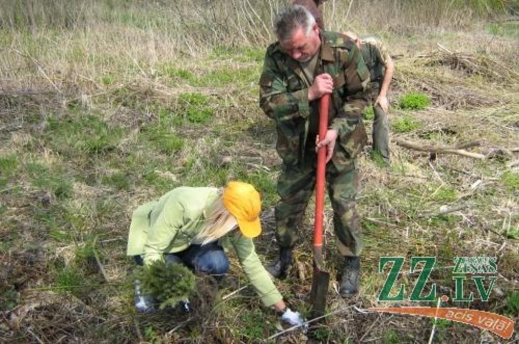 53 talcinieki, papildinot egļu stādījumus 6,5 hektāros trīsarpus stundās iestādīja vairāk nekā 3000 kociņu.
Autors: No JRP arhīva.