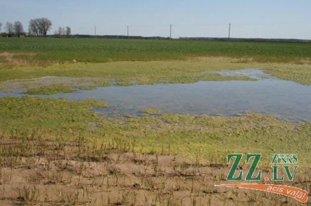 Laukos ar nelīdzenu mikroreljefu, kur ilgstoši stāvējis ūdens, augi gājuši bojā – izslīkuši. Pārmitrajās vietās pārtraukta sakņu nodrošināšana ar gaisu, apakšējās lapas metas iesārtas, traucēta barības vielu cirkulācija.
Autors: Agris Samcovs.