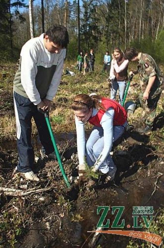 Kā atzīst meža darbinieki, droši vien profesionāļi kokus sastādītu kvalitatīvāk, taču skolēnu brīvprātīgajam darbam ir neatsverama audzinoša nozīme.
Autors: Agris Samcovs.