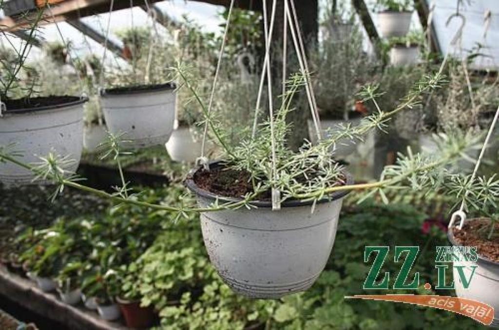 Lai mūsu pilsētā šovasar skaisti zaļotu 103 pie laternām stiprināti puķu podi un 256 ielu malās izvietoti toveri, Ineses Tiesneses siltumnīcās ap 1000 kvadrātmetru platībā kopš oktobra tiek aprūpēti tūkstošiem pelargoniju, petūniju, bakopu un citu puķu dēsti. 
Autors: Agris Samcovs.