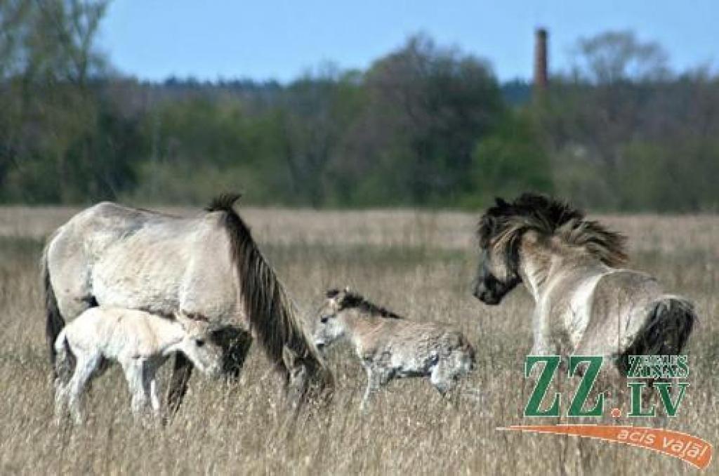 Sešpadsmit savvaļas zirgu ganāmpulkam klāt nācis papildinājums - divi sprigani kumeliņi.
Autors: Agris Samcovs.