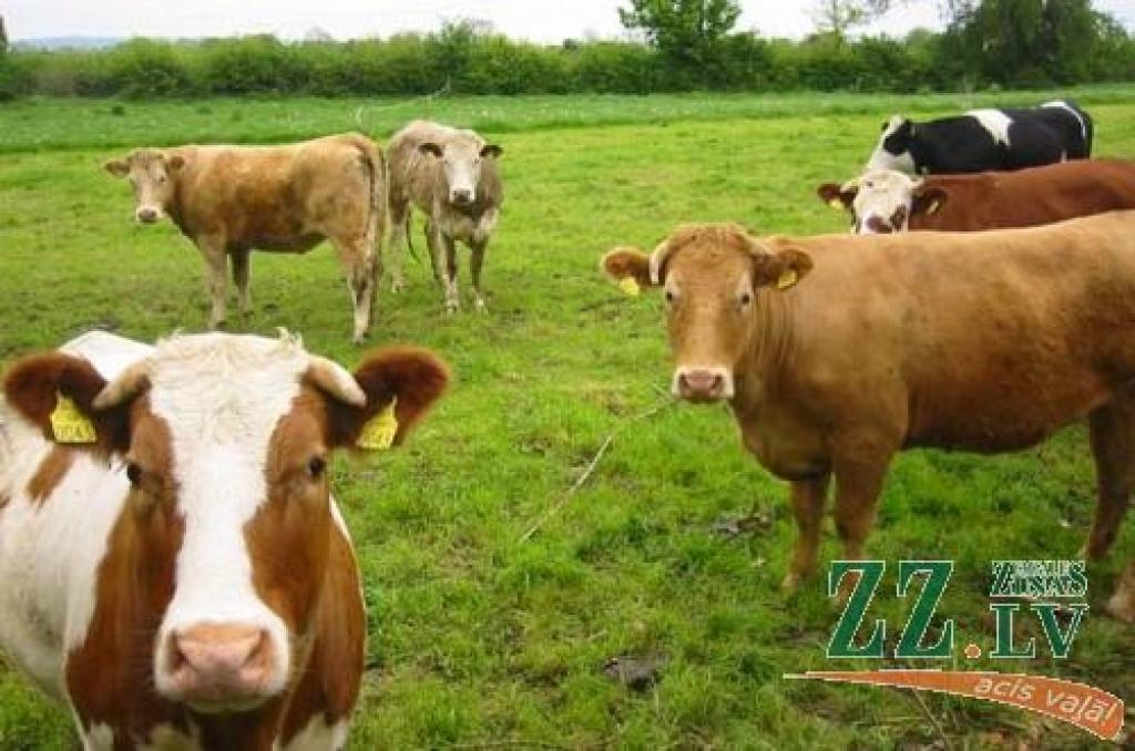 Lopkopji par savu nākotni joprojām ir neziņā...
Autors: www.ifa.hawaii.edu