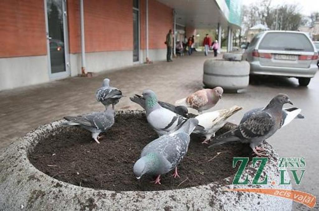 Ziedu toveru apzaļumošana neizdosies. Graudi baložiem izrādījušies delikatese.
Autors: Agris Samcovs.