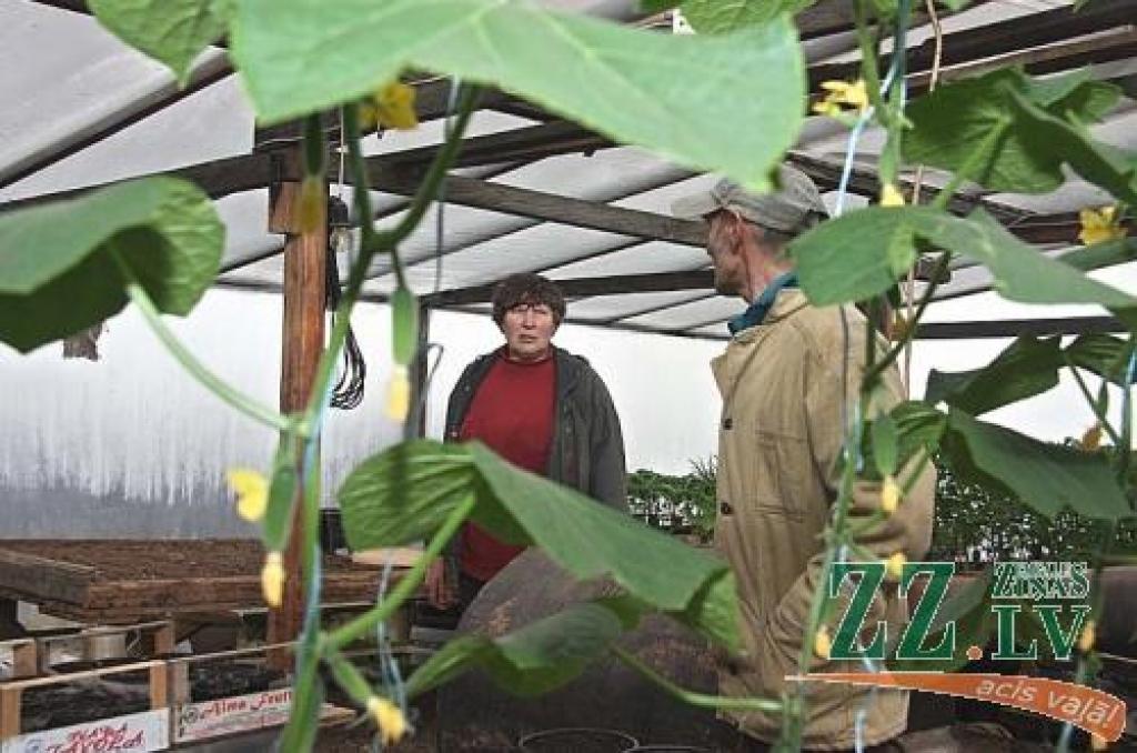 Drīz ražos. Šie pašapputes šķirņu gurķi gan iedēstīti pašu galdam, bet dārzeņu audzētāji glūdenieki Ināra Kļaviņa un Jānis Dreimanis ik dienu strādā gandrīz 24 stundas, lai pirmie salāti pircējus sasniegtu jau aprīļa sākumā, bet tomāti un gurķi – maijā.
Autors: Krišjānis Grantiņš.