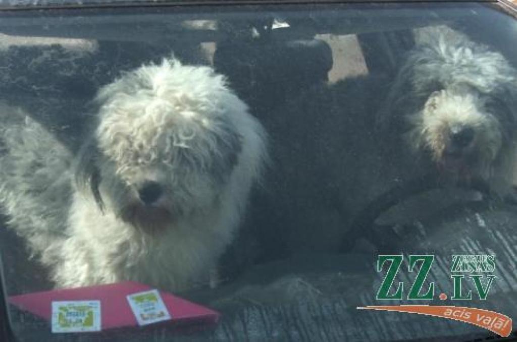 Par suņu nebrīvi to saimnieki atpirksies salīdzinoši lēti - ar 150 latiem.
Autors: Inga Karlinska.