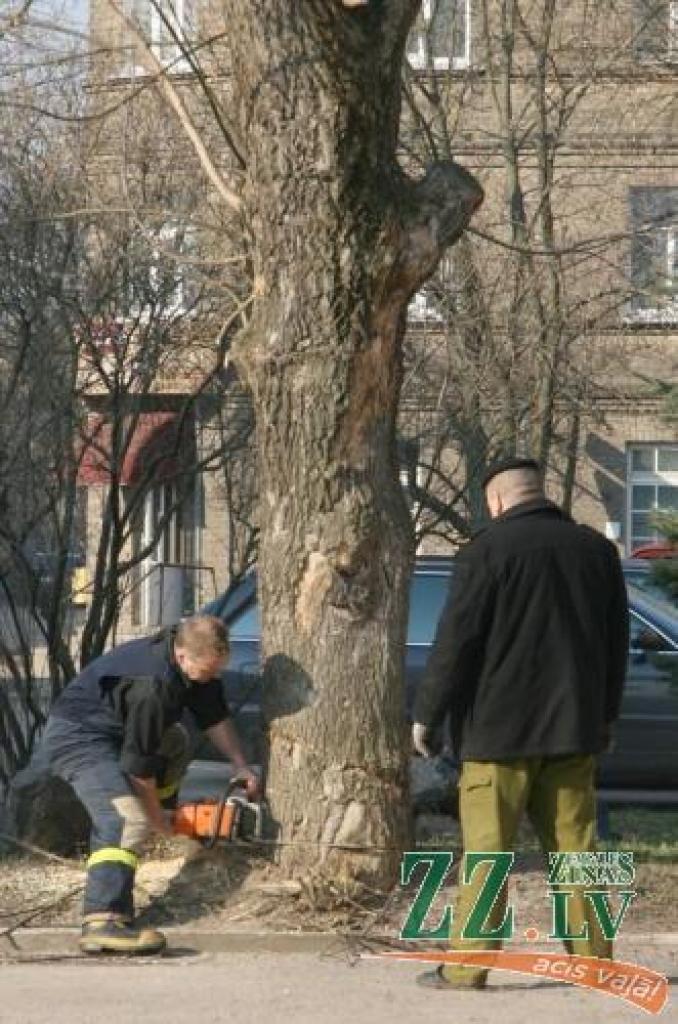 Ugunsdzēsēji savlaicīgi atklājuši Spodrības mēnesi, nozāģējot satrunējušo koku.
Autors: Inga Karlinska.