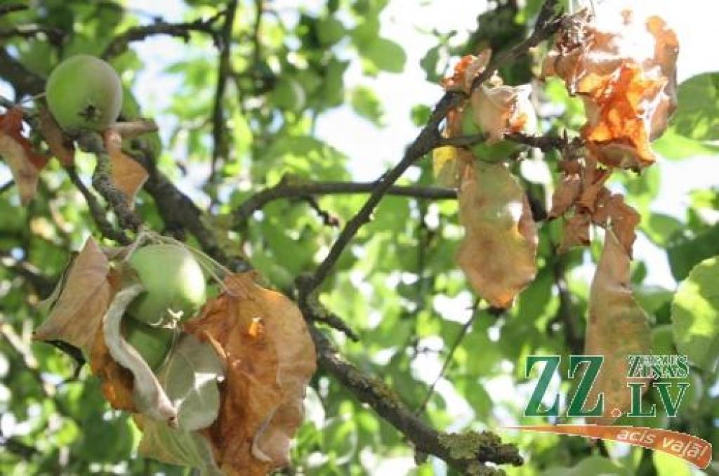 Pagājušajā vasarā bakteriālās iedegas smagi skāra dārzus Staļģenē.
Autors: No «Ziņu» arhīva.