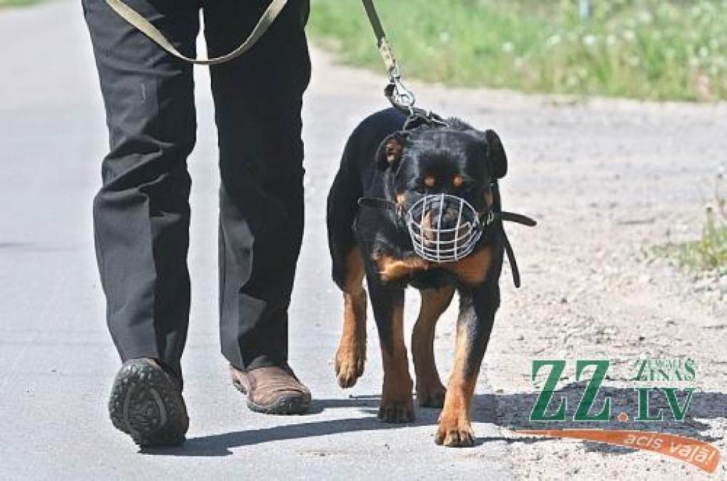 Pilsētā vedot pastaigā suni, tam jābūt ar kaklasiksnu un īsā pavadā. Ja dzīvnieks iepriekš nav atzīts par bīstamu, prasība uzlikt uzpurni nav obligāta. Tomēr, ja saimnieks nav pārliecināts, vai suns spēs pietiekami mierīgi reaģēt uz svešu cilvēku klātbūtni, uzpurnis tomēr ir nepieciešams.
Autors: Agris Samcovs.