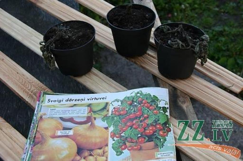 Solīto svaigo dārzeņu vietā pasūtītājs tagad ar novītušiem stādiem varēs papildināt atkritumu spaini vai komposta kaudzi...
Autors: Inga Karlinska.