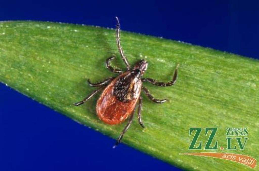SVA speciālisti konstatējuši, ka Jelgavas rajonā ērču aktivitāte ir visaugstākā.
Autors: www.lib.uiowa.edu
