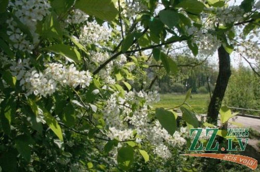 Ievu ziedēšanas laikā gaisa temperatūra pazeminās un pat tiek piedzīvotas salnas.
Autors: Inga Karlinska.