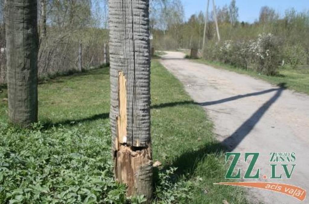 Sākumā «Latvenergo» darbinieki nolauzto stabu vien uzstutējuši atpakaļ uz tā «celma», un satrunējušais koks turpināja šūpoties ilgāk nekā nedēļu.
Autors: Agris Samcovs.