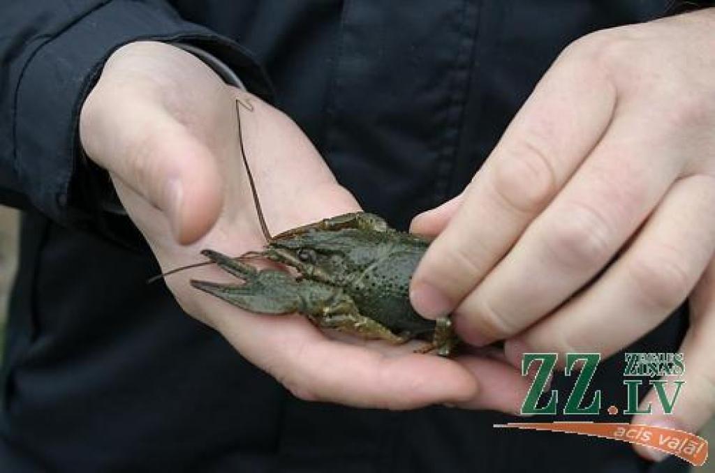 Par neatļautu vēžošanu un zemūdens medībām draud administratīvais sods sākot no 50 latiem.
Autors: No «Ziņu» arhīva.