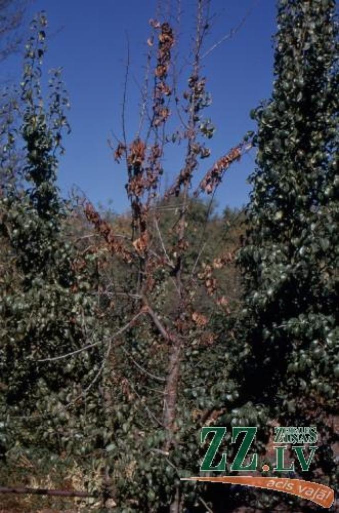 Kaites pazīmes – augļi nobrūnē, slimo zaru miza izžūst un nedaudz nosēžas, veidojas raksturīgi simptomi – ķīļveida čūlas.
Autors: www.hortnet.co.nz
