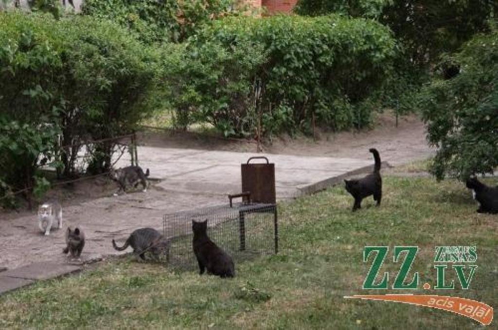 Trešdien, paslēpjoties pažobelēs, daudziem klejojošajiem kaķiem izdevās paslēpties no dzīvnieku ķērāju būra.
Autors: Krišjānis Grantiņš.