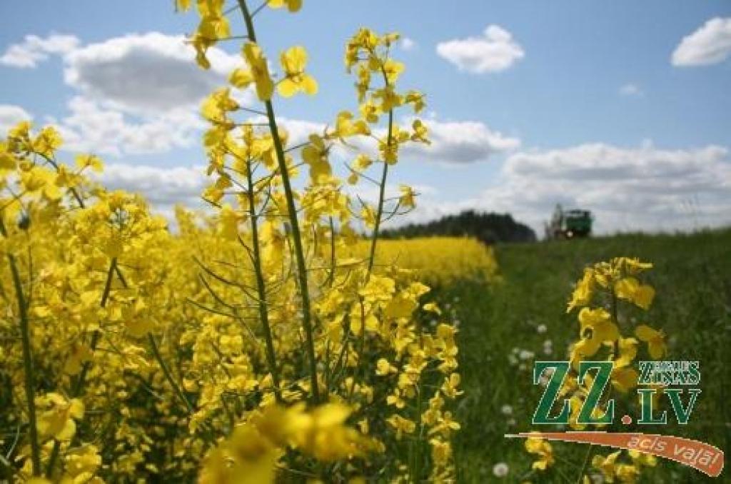 Sākusies pieteikumu pieņemšana Lauku attīstības programmas 2007. - 2013.gadam pasākumos «Lauku saimniecību modernizācija», «Atbalsts uzņēmumu radīšanai un attīstībai» un «Lauksaimniecības produktu pievienotās vērtības radīšana».
Autors: No «Ziņu» arhīva.