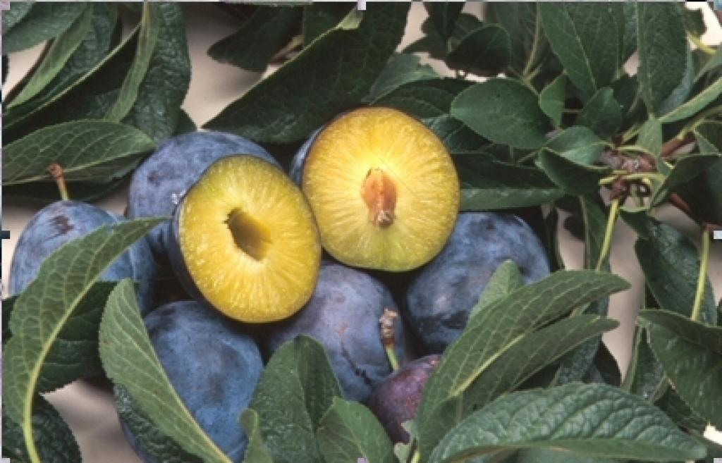 Dobeles pusē konstatēts bīstamais augu karantīnas organisms plūmju virālās bakas.
Autors: www.ars.usda.gov