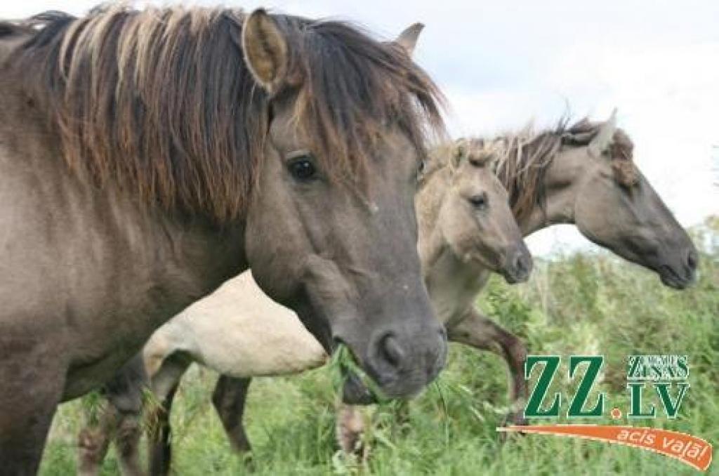 Pēc ierašanās no Nīderlandes savvaļas zirgi labprāt pagaršoja Lielupē augošo zāli.
Autors: No «Ziņu» arhīva.