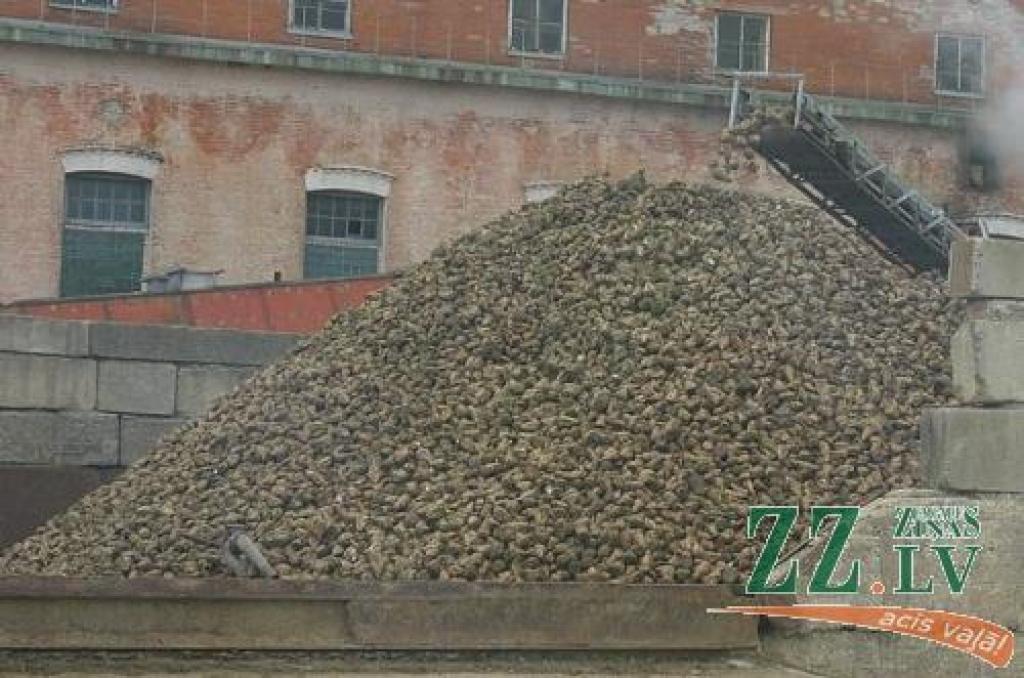 Rūpniecības restrukturizācijas un papildu atbalsta maksājumu veidā 330 cukurbiešu audzētājiem izmaksāti 13 989 145 lati.
Autors: No «Ziņu» arhīva.