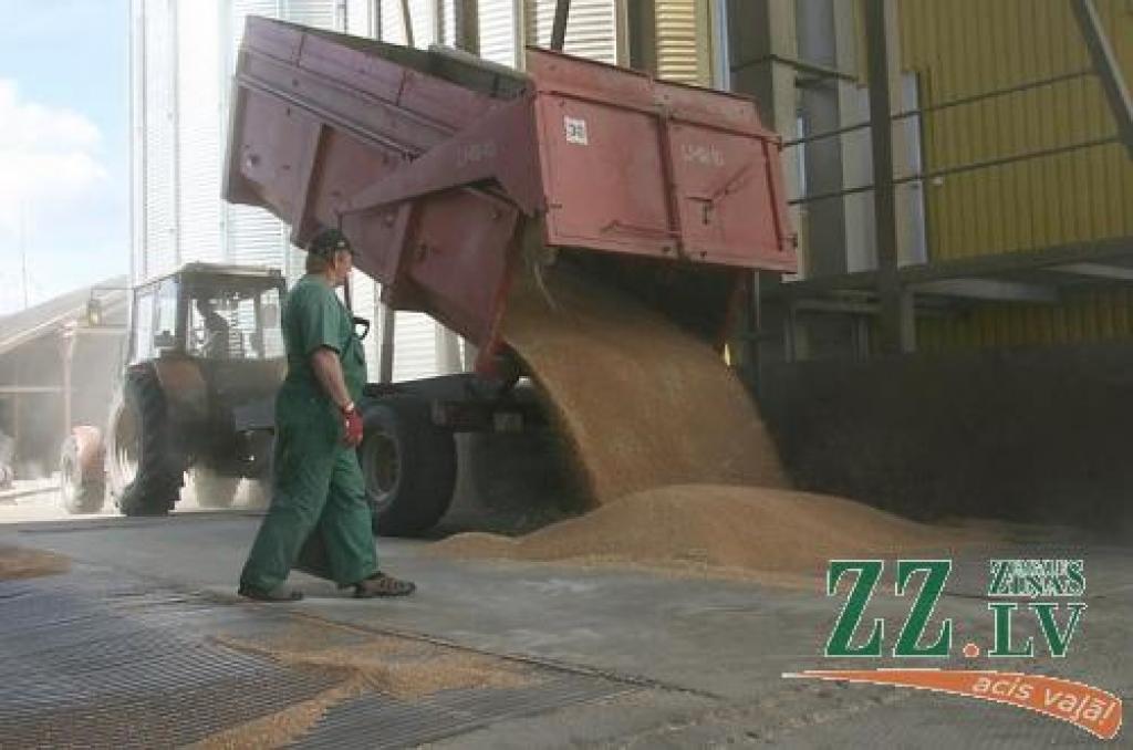 Ziemas kviešiem raža šosezon laba, tomēr zemāks nekā citus gadus izrādījies proteīna jeb olbaltumvielu saturs graudos.
Autors: Inga Karlinska.