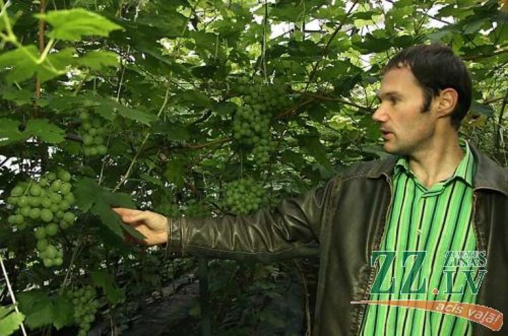 Agronoma Edgara Zihmaņa vīnogu dārzā baudāma viena no lielākajām vīnogu šķirņu kolekcijām Latvijā.
Autors: Krišjānis Grantiņš.