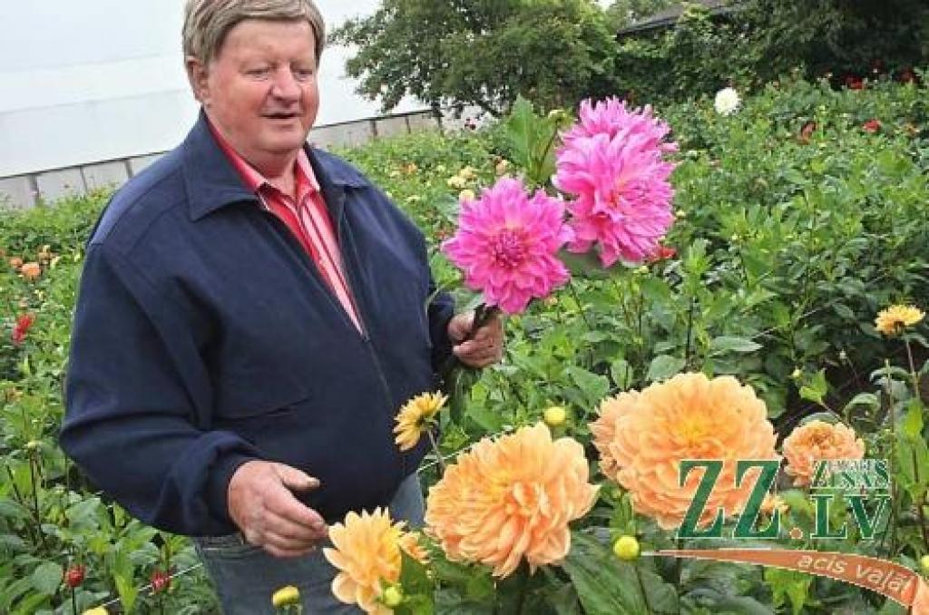 Kolekcionārs un selekcionārs Jānis Juhņevičs paša koptajā dāliju laukā. 
Autors: Agris Samcovs.