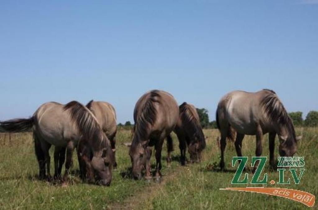Ekspertu sacītais un oficiāli rakstītais atšķiras. Kā patiesībā mira zirgs, laikam neuzzināsim nekad.
Autors: No «Ziņu» arhīva.