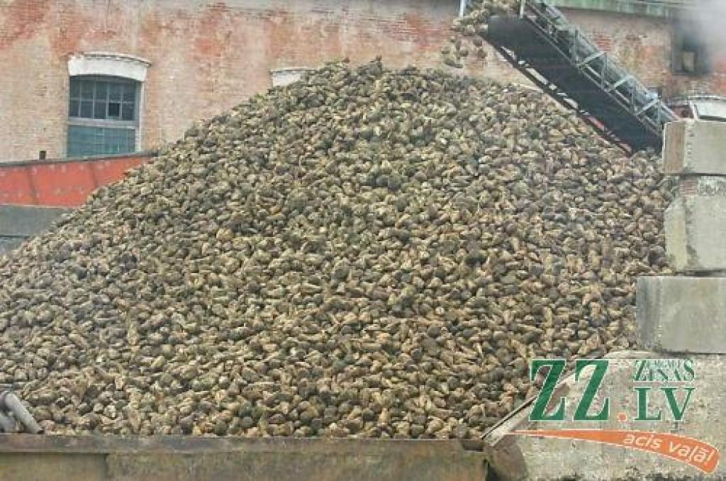 333 kādreizējie cukurbiešu audzētāji saņēmuši maksājumus par kopējo summu 5 123 096 lati.
Autors: No «Ziņu» arhīva.