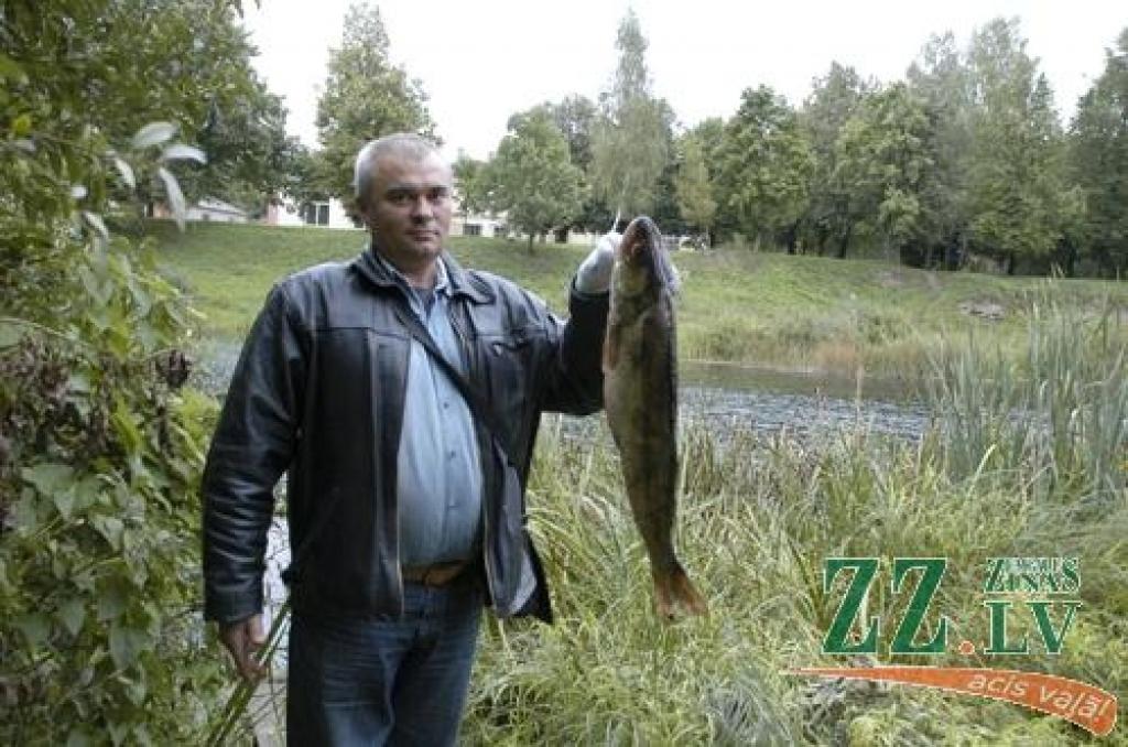 Baušķenieks Juris Zubko ar Lielupē izvilkto lomu - 4,2 kilogramus smago zandartu.
Autors: Ivars Bogdanovs, Bauskas Dzīve.