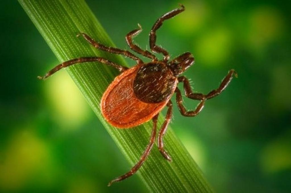Aizvadītās nedēļas nogalē vien pēc palīdzības izņemt ērci vērsušies vairāk nekā 40 iedzīvotāju.
Autors: www.sdcounty.ca.gov