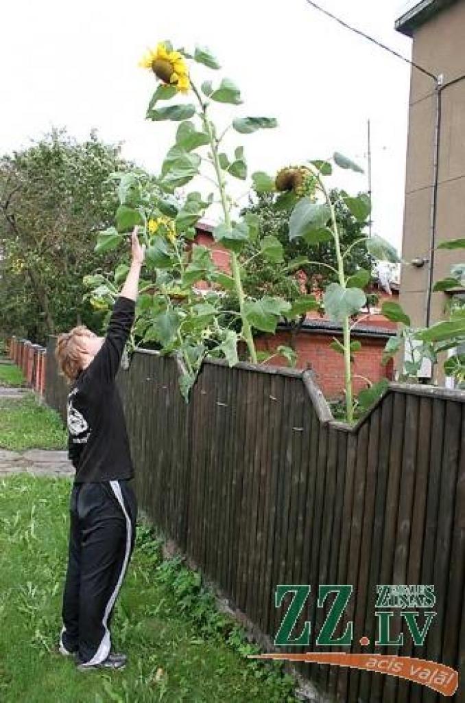 Leknākā no dzeltenajām puķēm Savienības ielā izaugusi garāka par trīsarpus metriem. 
Autors: Agris Samcovs.