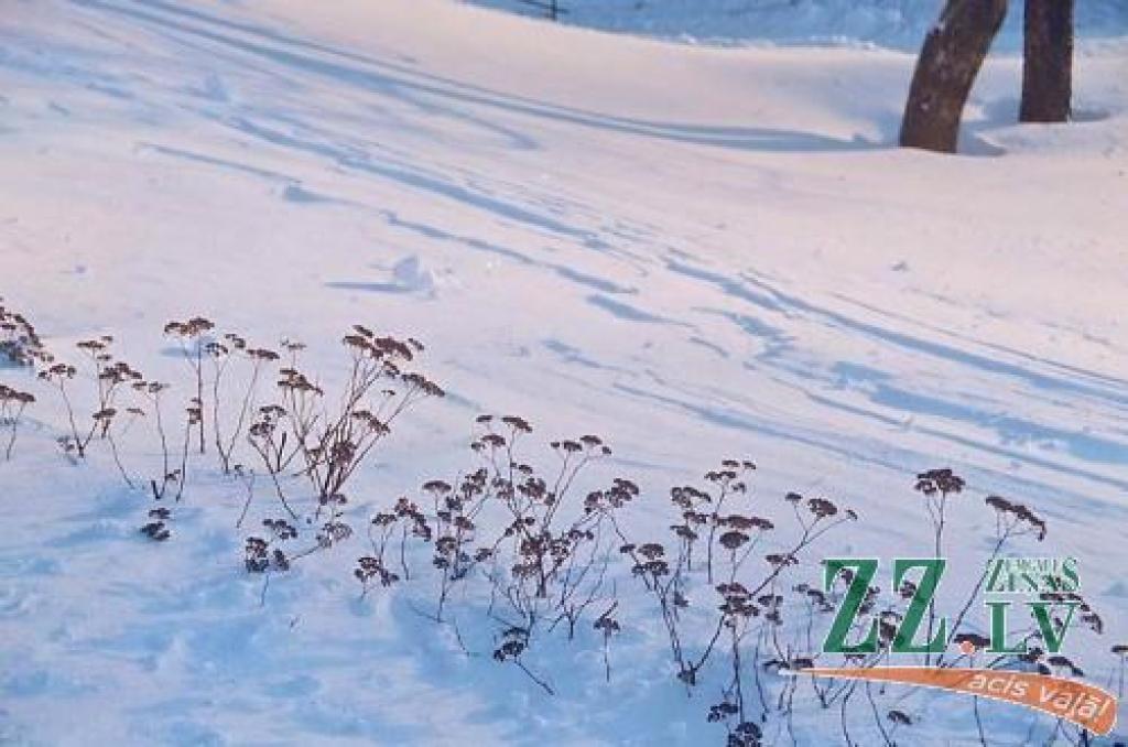 Autors: No «Ziņu» arhīva.