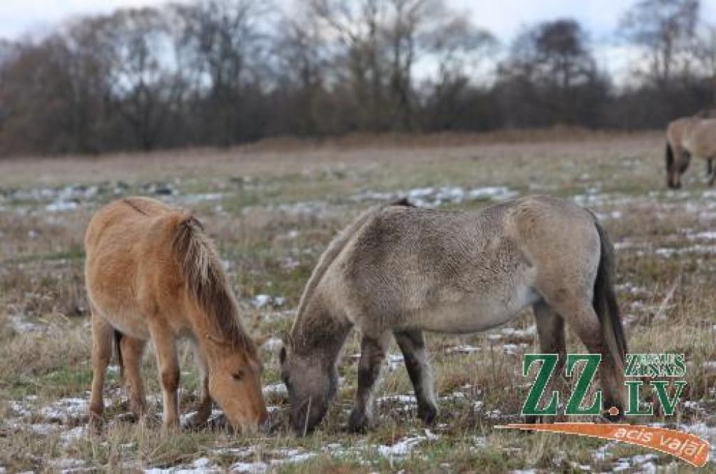 Autors: Krišjānis Grantiņš.