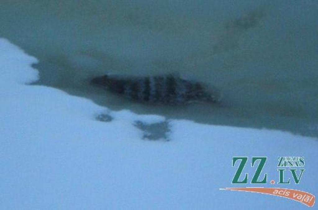 Autors: No lasītāja arhīva.