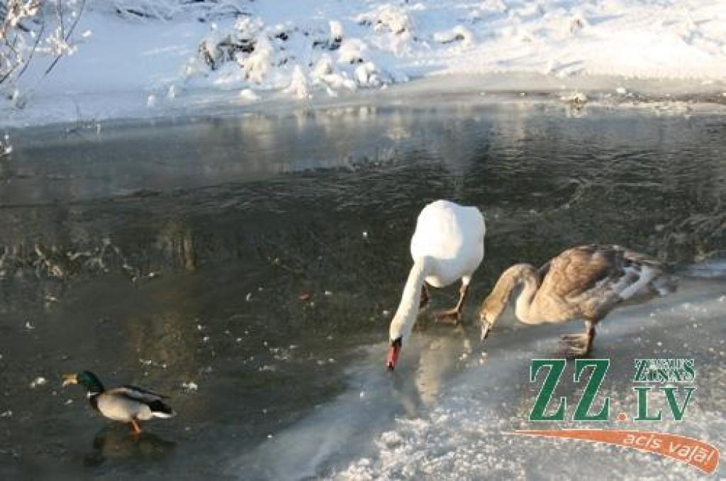 Autors: Inga Karlinska.