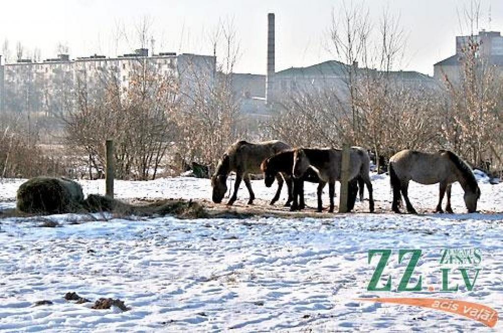 ...
Autors: Agris Samcovs.