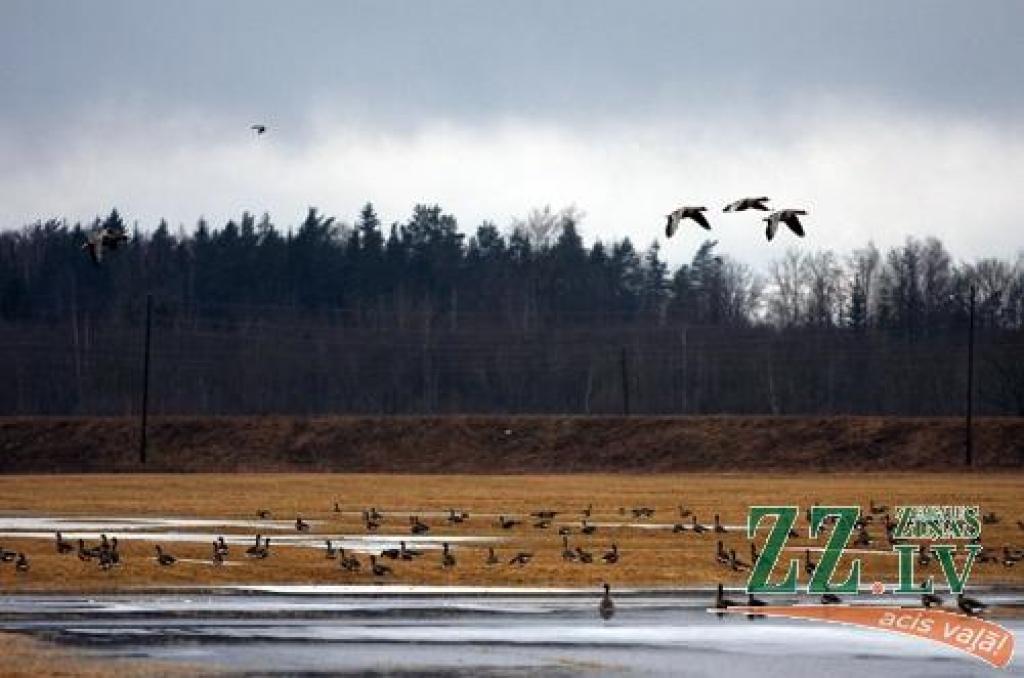 Autors: Krišjānis Grantiņš.