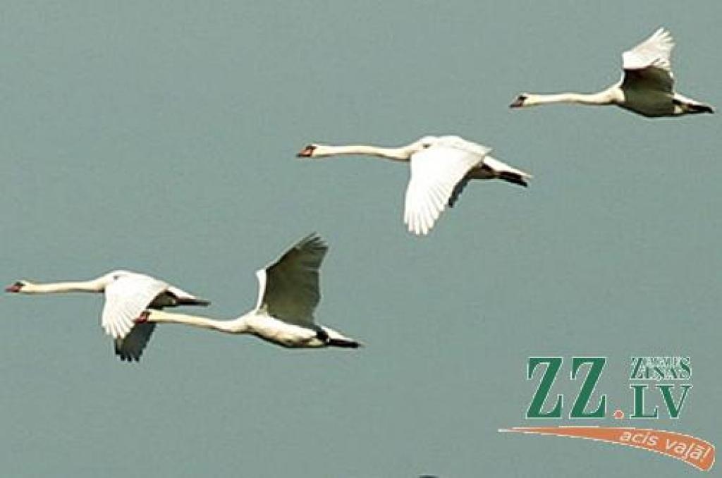 Jelgavā jau redzēti atgriežamies paugurknābju gulbji.
Autors: Inga Karlinska.