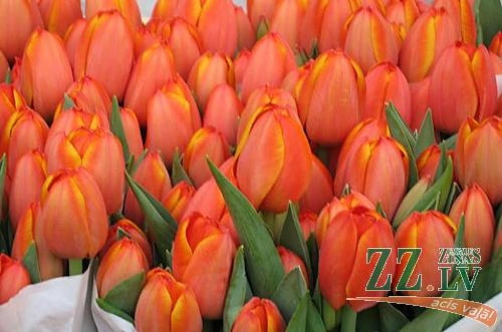 Autors: www.travelblog.org