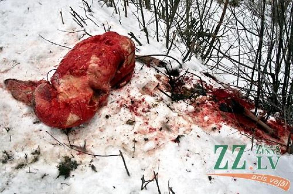 Ceļā no Kārniņiem uz Vecsvirlauku brauktuves malā izmestas vai atstātas meža zvēra atliekas – kājas, āda, arī iekšējie orgāni.
Autors: Agris Samcovs.