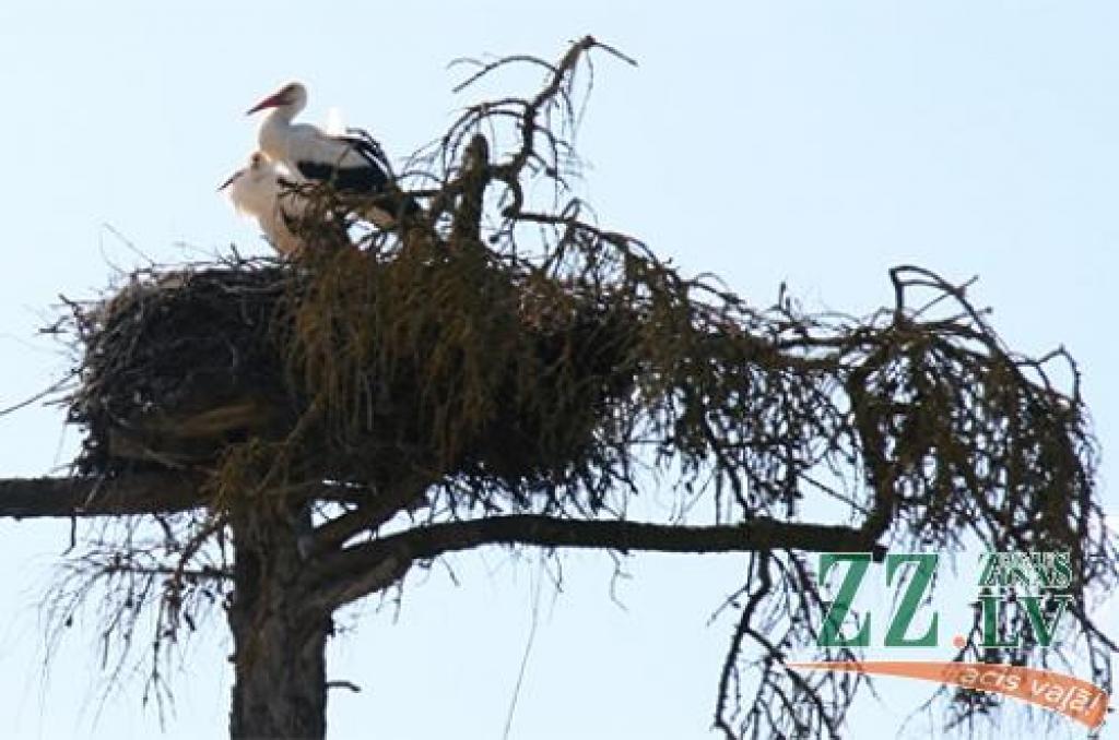 Autors: Inga Karlinska.