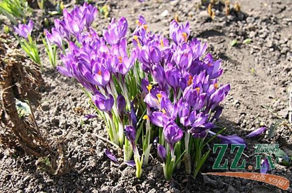 Autors: Inga Karlinska.