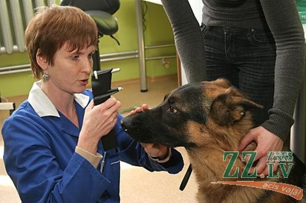 Vācu aitu suns Džeris dakterei Ilzei Pētersonei (no kreisās) labprāt ļaujas izmērīt spiedienu acī. Līdz šim to Latvijā nevarēja izdarīt.
Autors: Agris Samcovs.