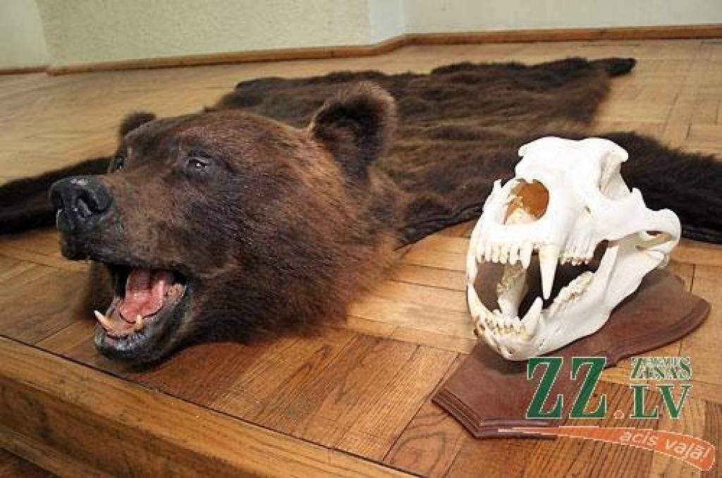 Šonedēļ Latvijas Lauksaimniecības universitātes (LLU) Meža fakultātē apskatāma medību trofeju izstāde, kas būs atvērta līdz sestdienai, 23.maijam. Izstādē izvietoti 146 eksponāti, kurus sarūpējuši LLU studenti, mācībspēki, absolventi un...