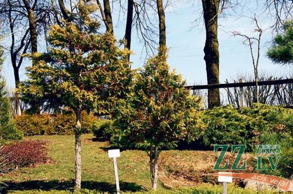 Pacipreses mūsu valsts apstākļiem nav īsti piemērotas, jo mēdz apsalt. Ja tomēr dārzā tādu gribas un kādā ziemā daži zari nokalst, tos izgriež, lai nebojātu skatu uz visu augu. 
Autors: Krišjānis Grantiņš