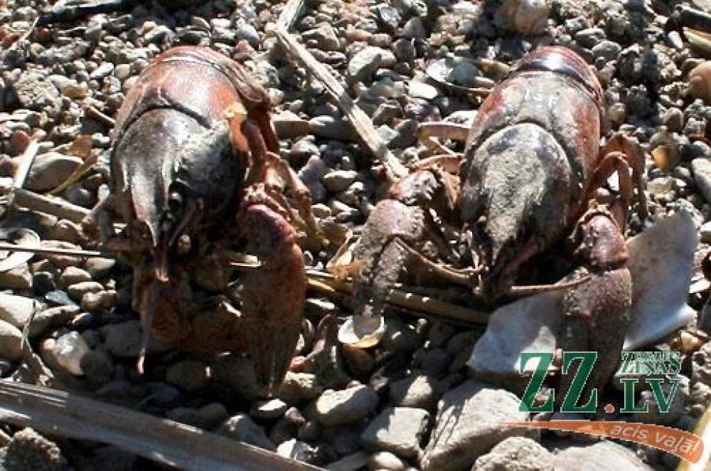 Autors: Edgars Sauka.