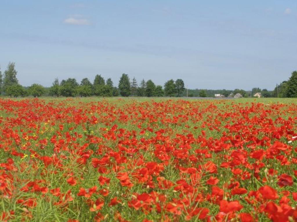 Autors: Evita  Puriņa