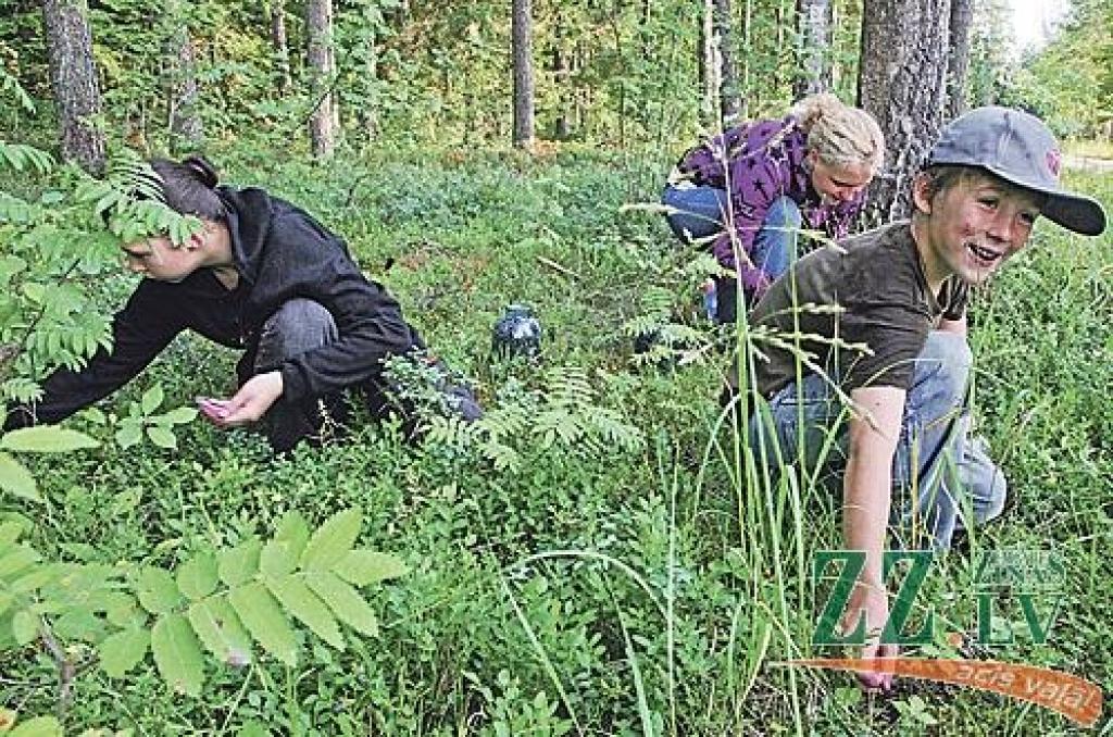 No vienas puses, jaunajiem jelgavniekiem melleņu lasīšana ir zilgani jautra brīvdienu nodarbe, no otras – nopietns darbs, ar kuru ir izdevība nopelnīt.
Autors: Aivis Šmulders.