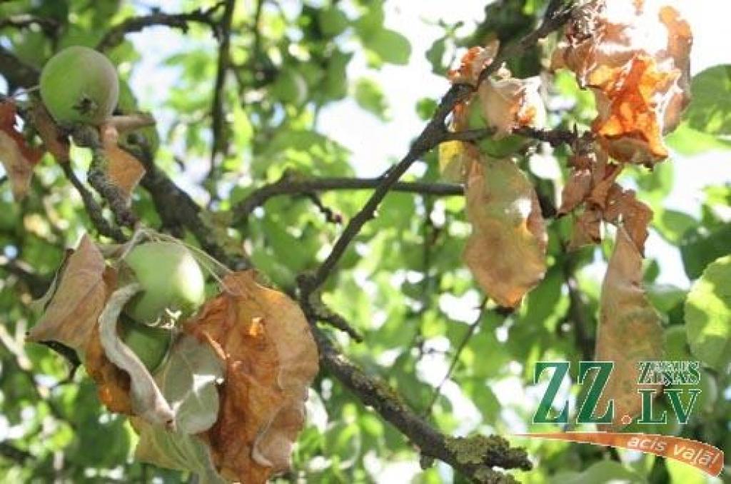 Autors: No «Ziņu» arhīva. 