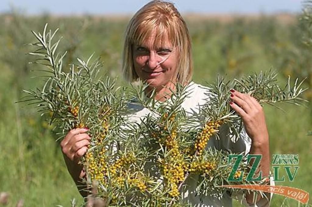 No tērpu modelēšanas uz smiltsērkšķu audzēšanu - par šādām pārmaiņām darba jomā savulaik izšķīrās zemnieku saimniecības «Dzintarlāči» saimniece Liena Gulbe.
Autors: Agris Samcovs.